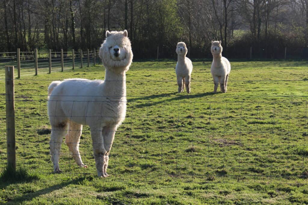 Meet Huey, Dewey and Louie — the alpacas